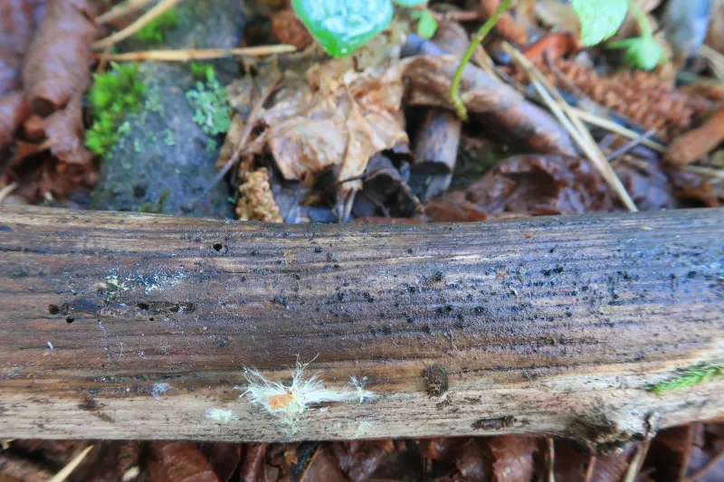 Cryptocoryneum condensatum 1 - IMG_5823